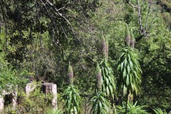 Lobelia leschenaultiana